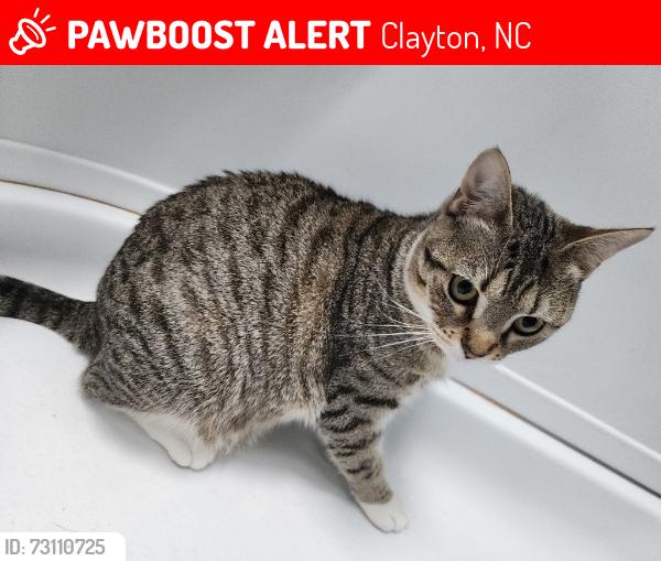 Lost Female Cat last seen towards the back of the RV park in the woods, Clayton, NC 27520