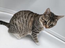 Lost Female Cat last seen towards the back of the RV park in the woods, Clayton, NC 27520