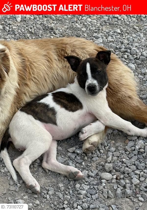 Lost Female Dog last seen St. Rt. 131 and Marathon Edenton, Blanchester, OH 45107