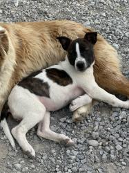 Lost Female Dog last seen St. Rt. 131 and Marathon Edenton, Blanchester, OH 45107