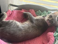 Reunited Female Cat last seen Missouri /14th st, Phoenix, AZ 85014