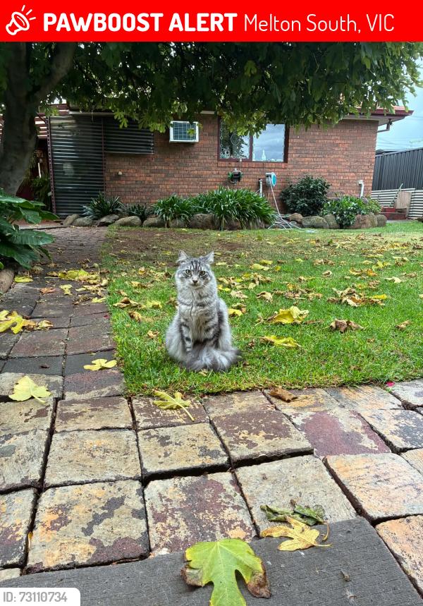 Lost Male Cat last seen Near callanan drive, Melton South, VIC 3338