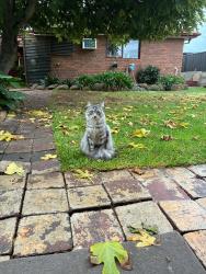 Lost Male Cat last seen Near callanan drive, Melton South, VIC 3338