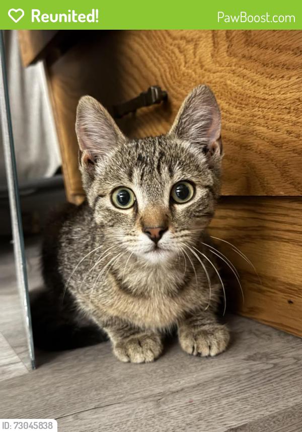Reunited Male Cat last seen Central And Washington, Chino, CA 91710