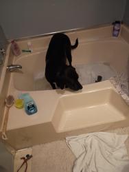 Lost Female Dog last seen Sprayberry rd, Pell City, AL 35125
