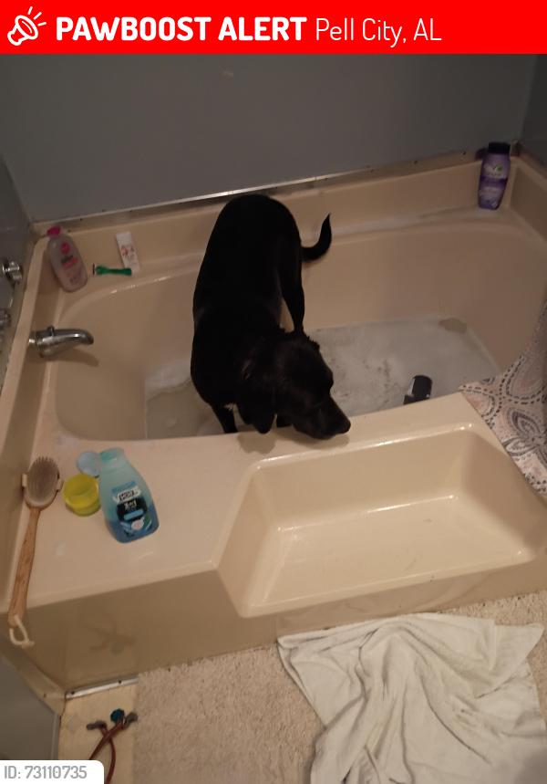 Lost Female Dog last seen Sprayberry rd, Pell City, AL 35125