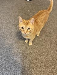 Lost Male Cat last seen Crabapple Drive, Rome Drive or Copper and Platinum Drive, Erie, PA 16509