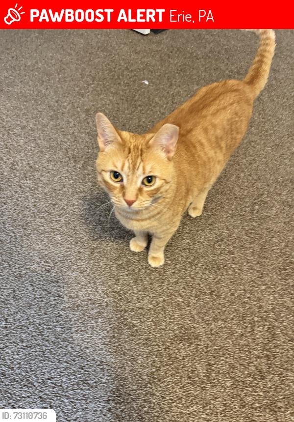 Lost Male Cat last seen Crabapple Drive, Rome Drive or Copper and Platinum Drive, Erie, PA 16509