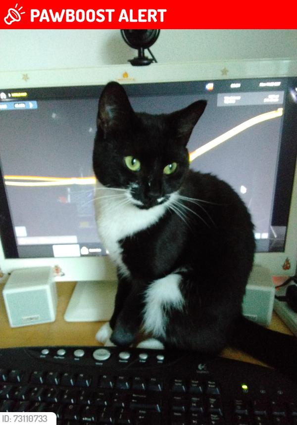 Lost Female Cat last seen the street brome, Brome, England IP23 8AG