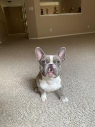 Lost Male Dog last seen Alexander Park, Las Vegas, NV 89115