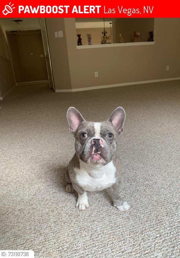 Lost Male Dog last seen Alexander Park, Las Vegas, NV 89115