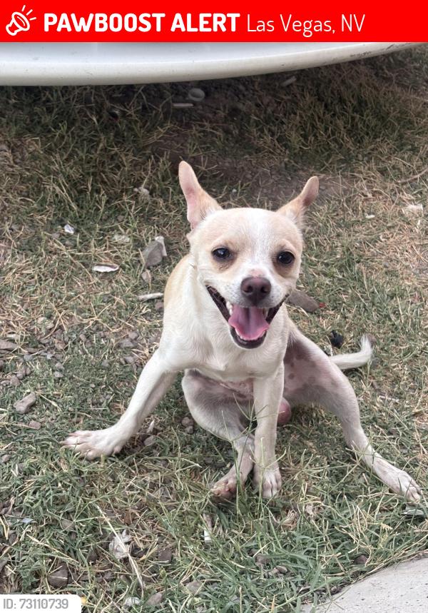 Lost Male Dog last seen Near N Gateway Rd Las Vegas, NV 89115 Estados Unidos, Las Vegas, NV 89115