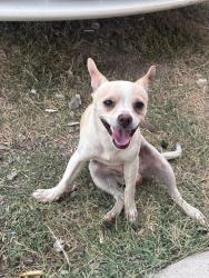 Lost Male Dog last seen Near N Gateway Rd Las Vegas, NV 89115 Estados Unidos, Las Vegas, NV 89115
