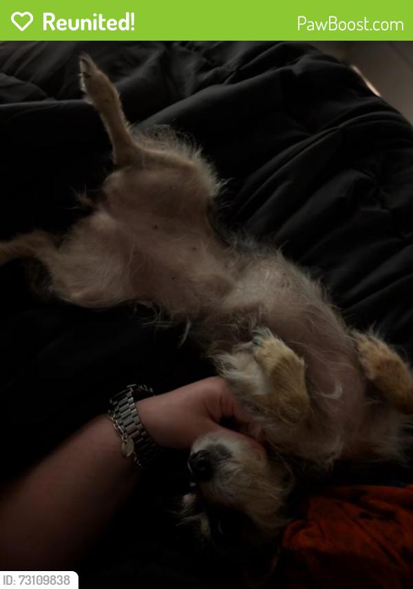 Reunited Female Dog last seen Grosbeak Lane and Carraway Lane, Magnolia, TX 77354