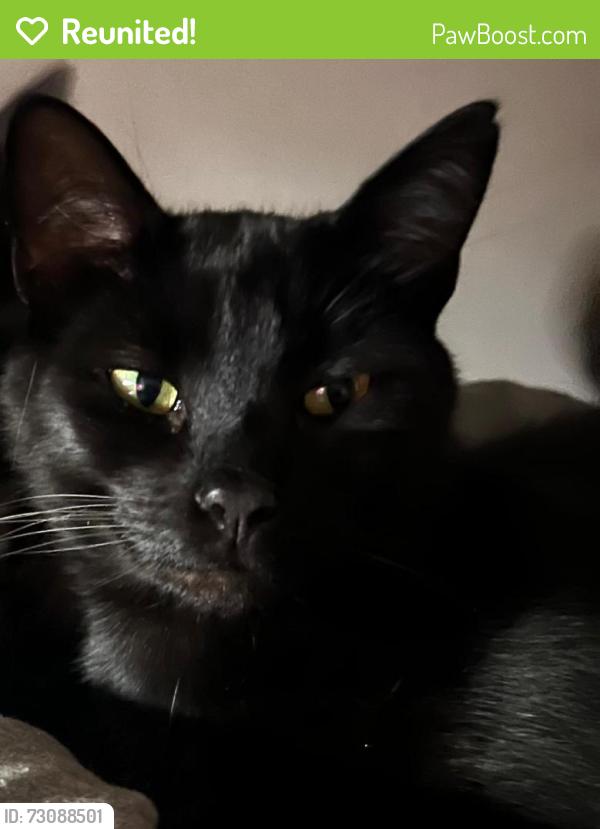 Reunited Male Cat last seen George Mann Close, Wythenshawe, England 