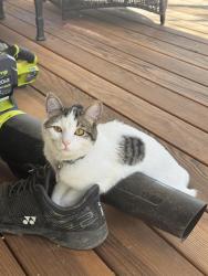 Reunited Male Cat last seen Millcreek way, Salt Lake City, UT 84106