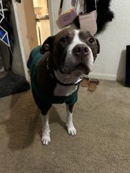 Reunited Male Dog last seen 24th st NE, Ruskin, FL 33570