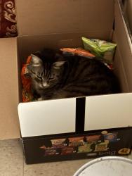 Lost Male Cat last seen Near Cliffwood Court, Dalzell, SC 29040
