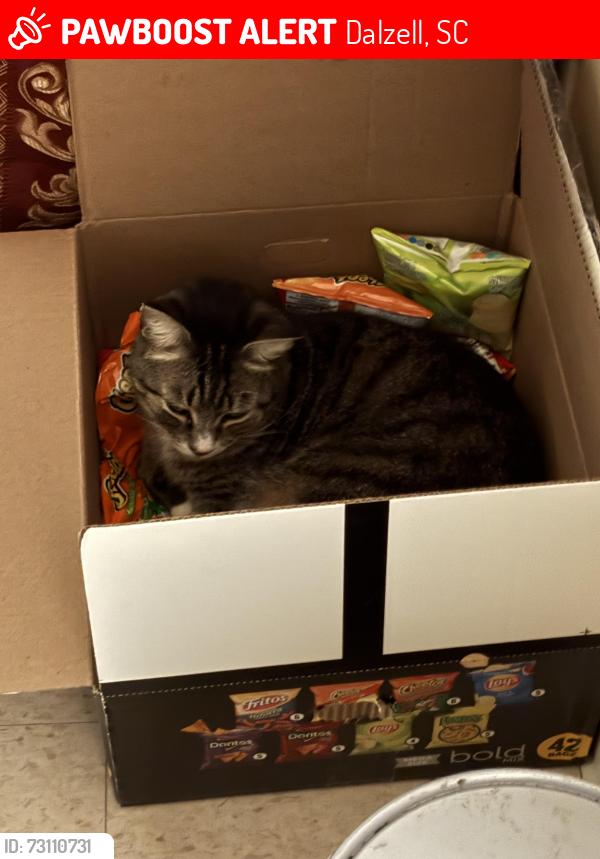 Lost Male Cat last seen Near Cliffwood Court, Dalzell, SC 29040