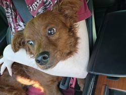 Lost Male Dog last seen Oliver road, Hall County, GA 30542