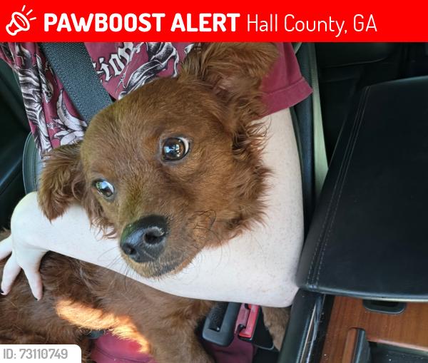 Lost Male Dog last seen Oliver road, Hall County, GA 30542