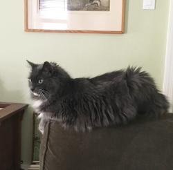 Reunited Male Cat last seen vanderveer place, long branch, Long Branch, NJ 07740