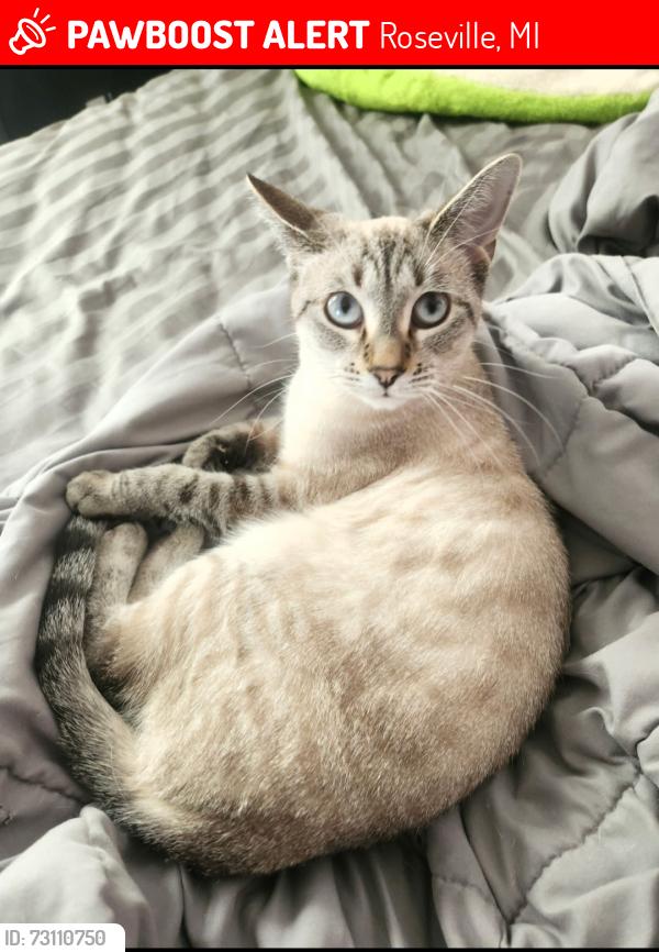 Lost Female Cat last seen Frazho and gratiot, Roseville, MI 48066