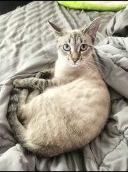 Lost Female Cat last seen Frazho and gratiot, Roseville, MI 48066