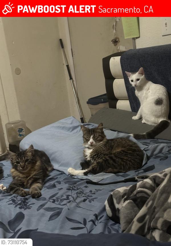 Lost Female Cat last seen Whitney, Sacramento, CA 95821