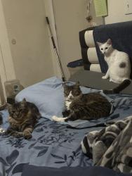 Lost Female Cat last seen Whitney, Sacramento, CA 95821