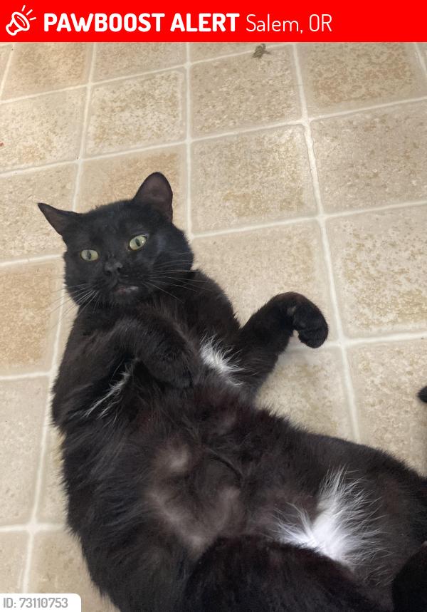 Lost Male Cat last seen Wildcherry Ct SE, Salem, OR 97317