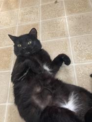 Lost Male Cat last seen Wildcherry Ct SE, Salem, OR 97317