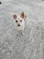 Found/Stray Male Dog last seen Waterwood Drive, Grand Prairie, TX 75052