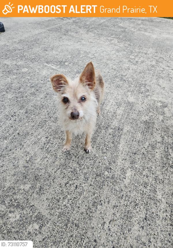 Found/Stray Male Dog last seen Waterwood Drive, Grand Prairie, TX 75052