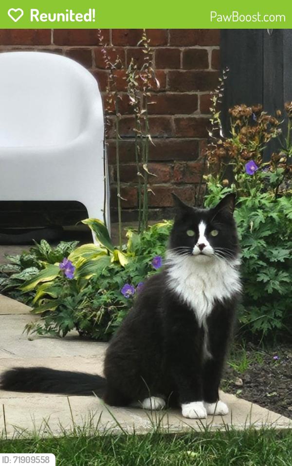 Reunited Male Cat last seen Last seen on Wynyard Road, crossroads Upwood Road, Dixon Road and close to Hillsborough park, South Yorkshire, England S6