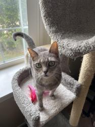 Reunited Female Cat last seen E. 11 mile and N. Campbell, Royal Oak, MI 48067
