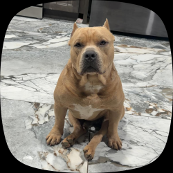 Lost Male Dog last seen main st, Winston-Salem, NC 27127