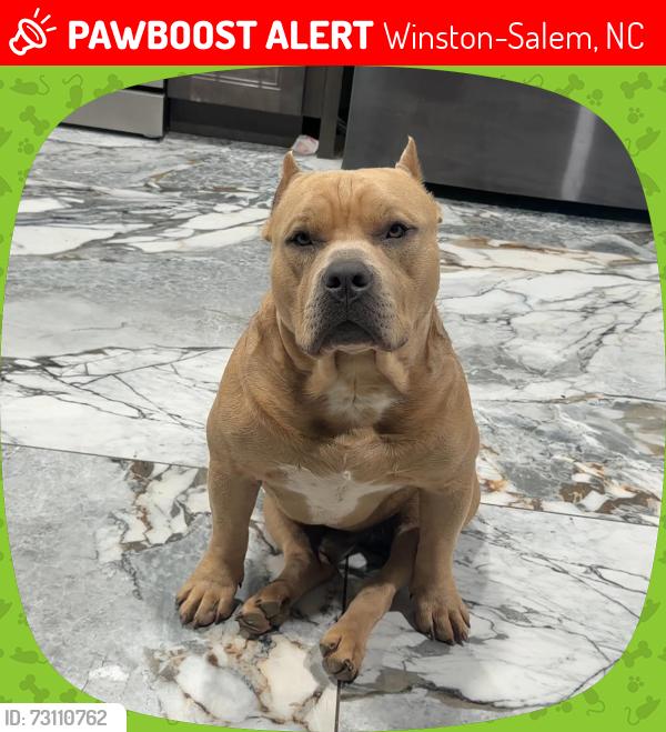 Lost Male Dog last seen main st, Winston-Salem, NC 27127