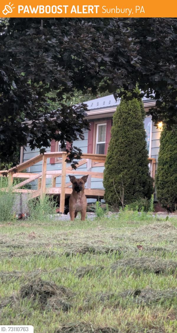 Found/Stray Unknown Dog last seen Near, Sunbury, PA 17801