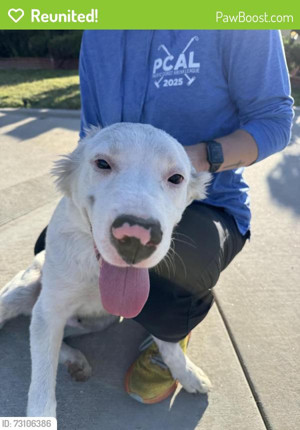 Reunited Male Dog last seen Circle Park, Inglewood, CA 90305