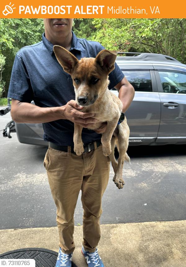 Found/Stray Male Dog last seen Fresh Market across from Chesterfield mall, Midlothian, VA 23114