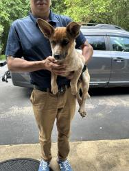 Found/Stray Male Dog last seen Fresh Market across from Chesterfield mall, Midlothian, VA 23114