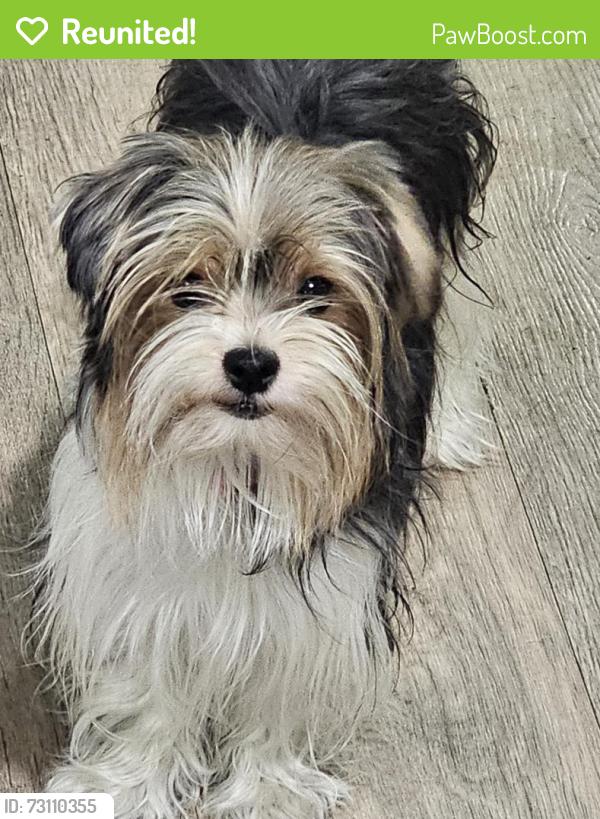 Reunited Female Dog last seen 7th street and East Ave K4, Lancaster, CA 93535
