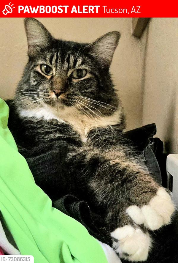 Lost Male Cat last seen Los Arroyos del Oeste Neighborhood - Speedway/Coral Bells Dr, Tucson, AZ 85745
