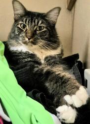 Lost Male Cat last seen Los Arroyos del Oeste Neighborhood - Speedway/Coral Bells Dr, Tucson, AZ 85745
