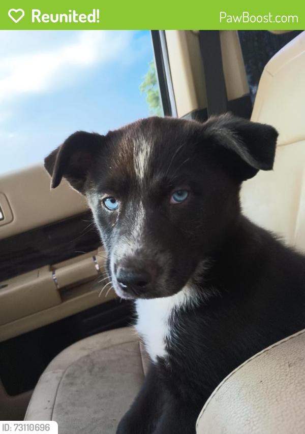Reunited Male Dog last seen Aspen and Pitt street ne 87112, Albuquerque, NM 87112