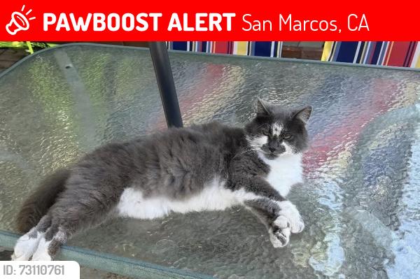 Lost Female Cat last seen Smilax road and Mimosa Ave, San Marcos, CA 92078