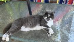 Lost Female Cat last seen Smilax road and Mimosa Ave, San Marcos, CA 92078