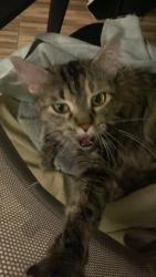 Lost Female Cat last seen Renee Weeks, El Paso, TX 79924