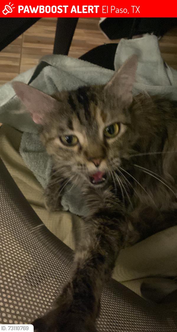 Lost Female Cat last seen Renee Weeks, El Paso, TX 79924